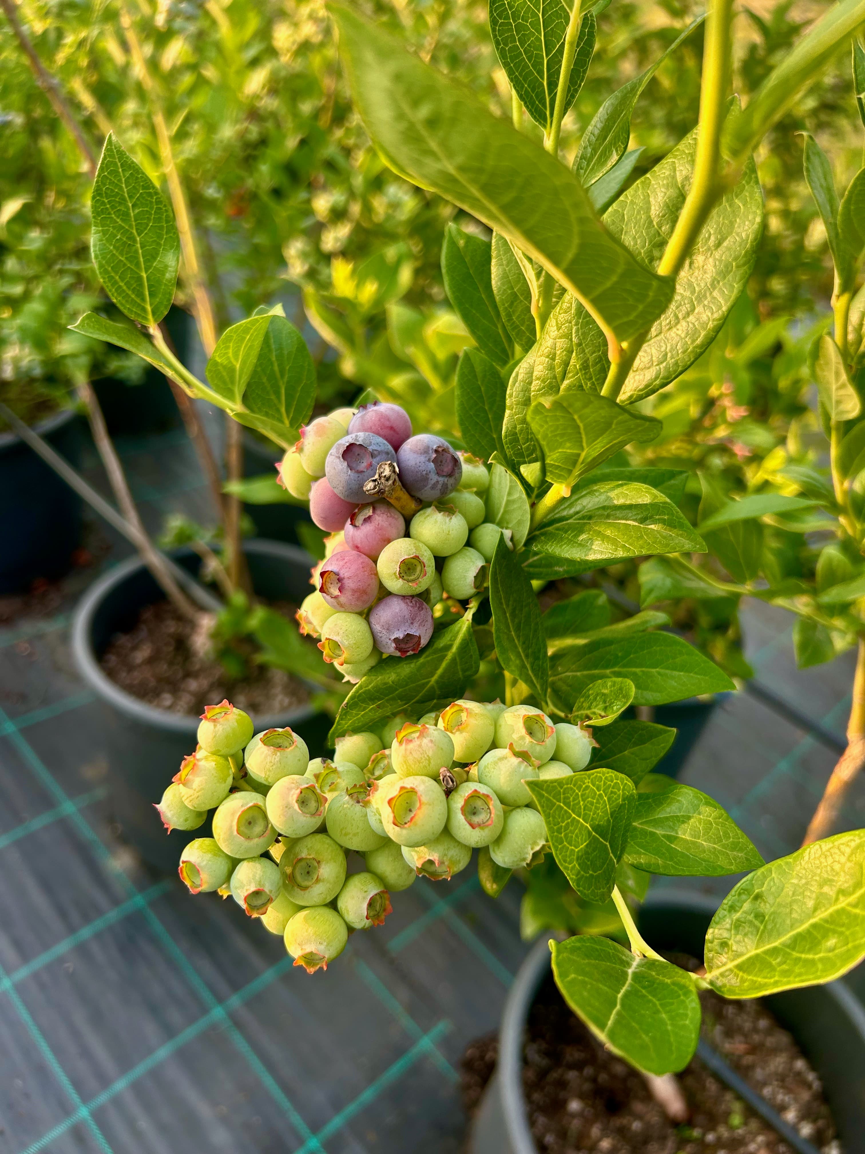 Bahçe fotoğrafı 8